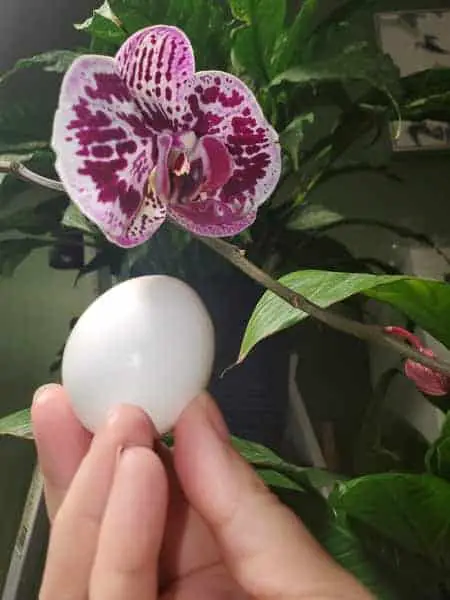¿Son las cáscaras de huevo buenos fertilizantes para las orquídeas?