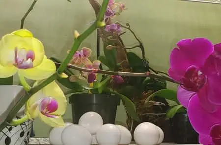 ¿Son las cáscaras de huevo buenos fertilizantes para las orquídeas?