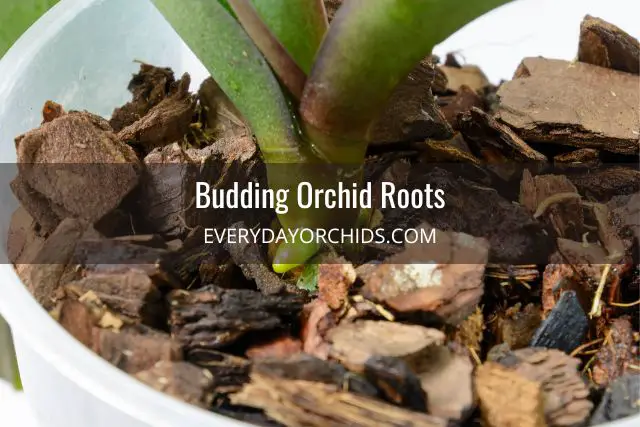 Cuidado de orquídeas: cómo cuidar diferentes raíces de orquídeas