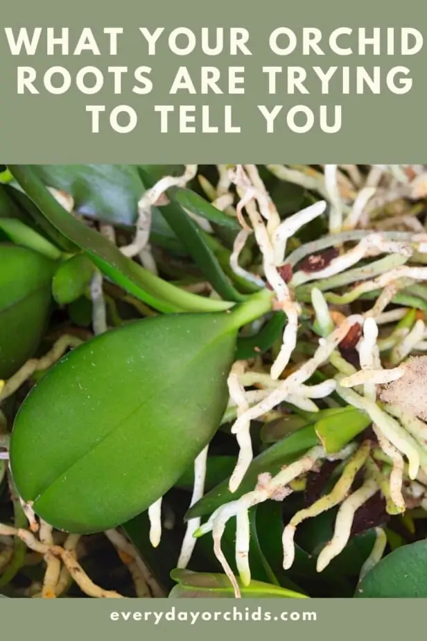 Cuidado de orquídeas: cómo cuidar diferentes raíces de orquídeas