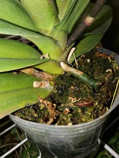 Cómo eliminar las algas verdes en la maceta de orquídeas