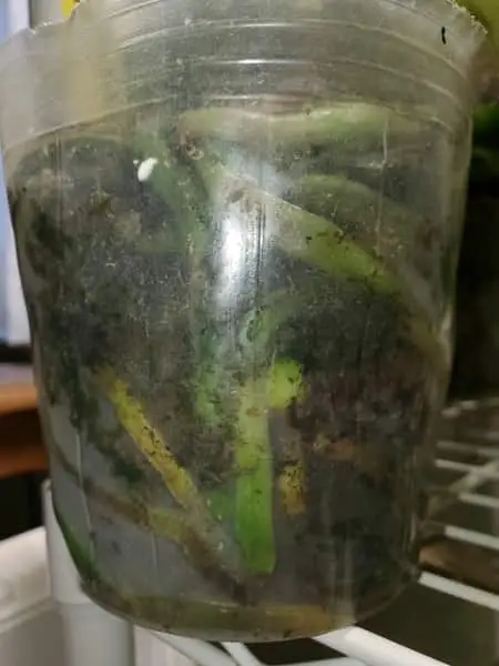 Cómo eliminar las algas verdes en la maceta de orquídeas
