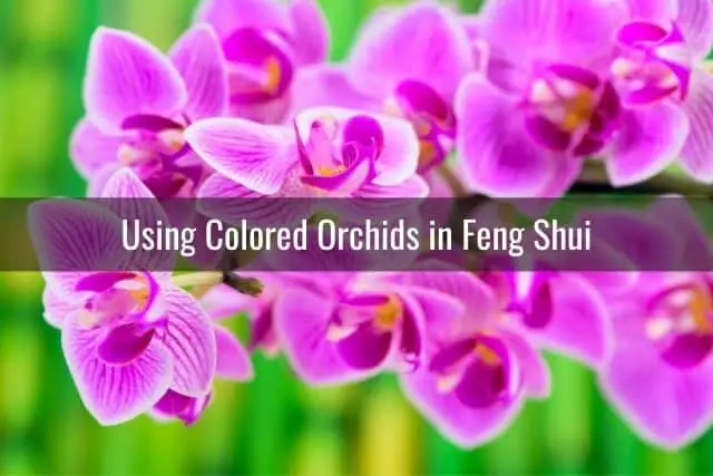 ¿Qué color de orquídea es mejor para el Feng Shui?
