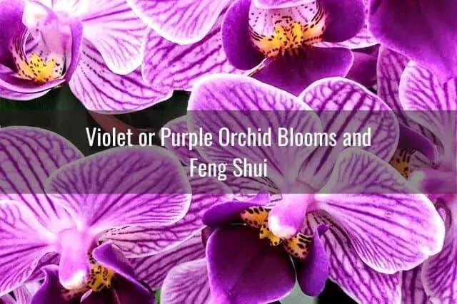 ¿Qué color de orquídea es mejor para el Feng Shui?