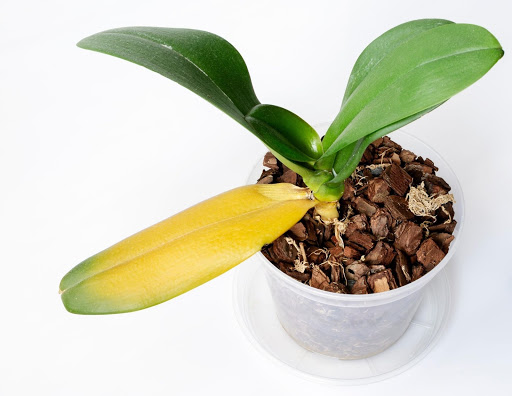 ¿Por qué las hojas de las orquídeas se vuelven amarillas? 4 razones y cómo solucionarlas