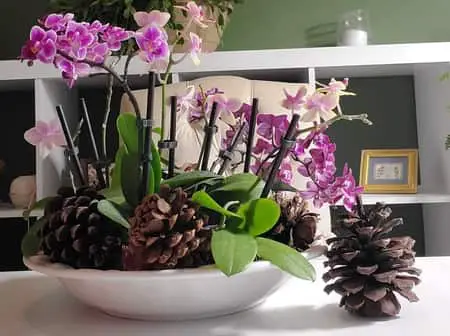 Cómo plantar orquídeas en cestas colgantes: guía completa de bricolaje