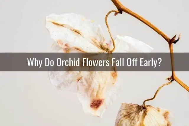 Principales razones por las que las flores de las orquídeas se caen antes de tiempo