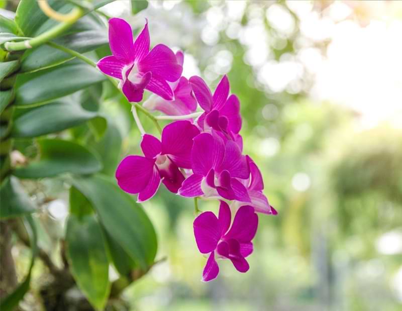 Las 8 razones principales por las que tu orquídea no florece