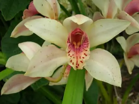 Cómo regar un Cymbidium: 6 preguntas sobre el riego de orquídeas