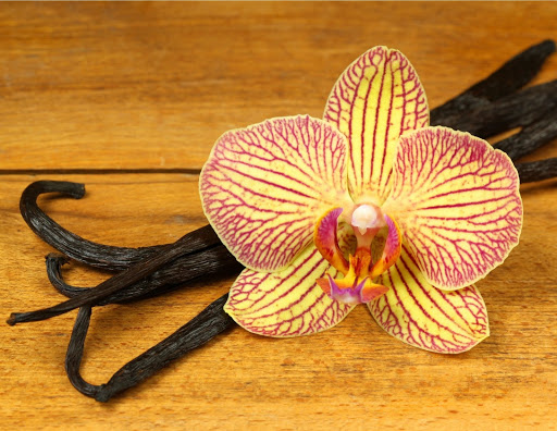 Todo lo que necesitas saber sobre el cultivo de una orquídea vainilla