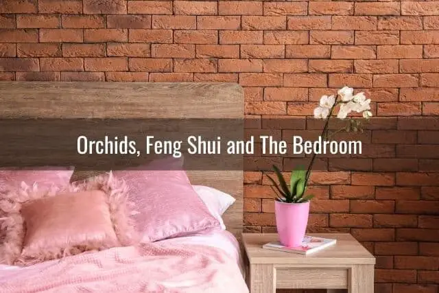 Cómo usar orquídeas para mejorar el Feng Shui de tu hogar