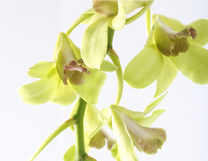 ¿Regalar una orquídea? Consulte primero esta guía completa sobre los colores de las orquídeas