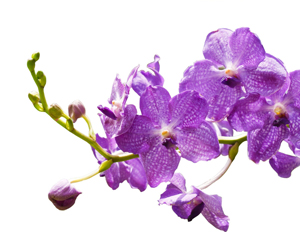 ¿Regalar una orquídea? Consulte primero esta guía completa sobre los colores de las orquídeas