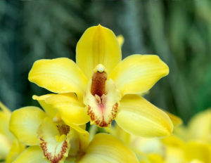 La flor de la orquídea: una historia de significado a través de 6 culturas