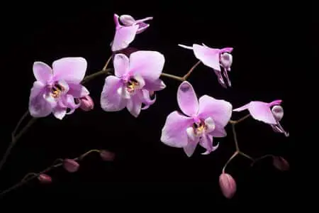 Las 33 mejores orquídeas con poca luz: las mejores orquídeas recomendadas para sombra