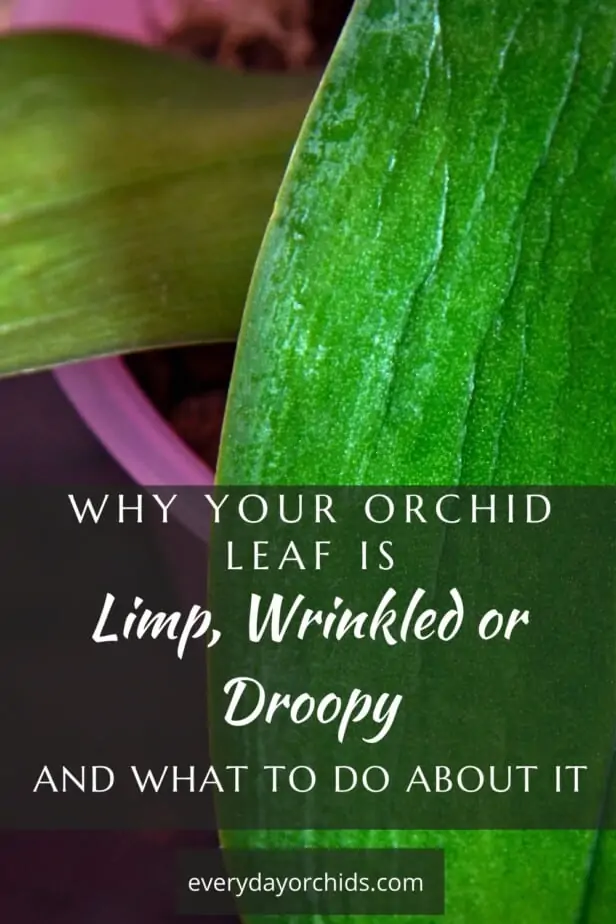 ¿Por qué las hojas de mis orquídeas están marchitas, flojas y arrugadas?