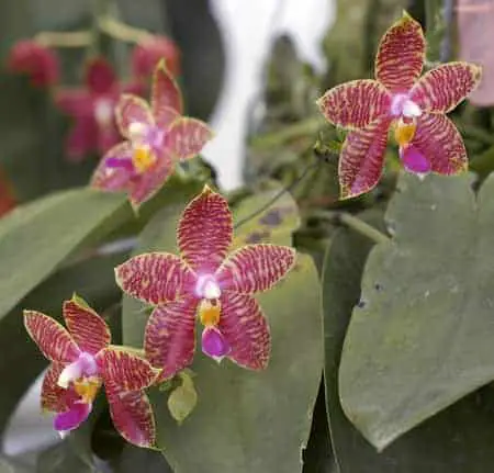 6 colores exquisitos de orquídeas polilla y sus significados