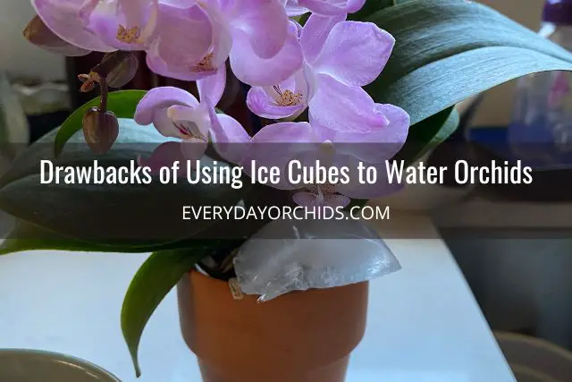 ¿Deberías regar tus orquídeas con cubitos de hielo?
