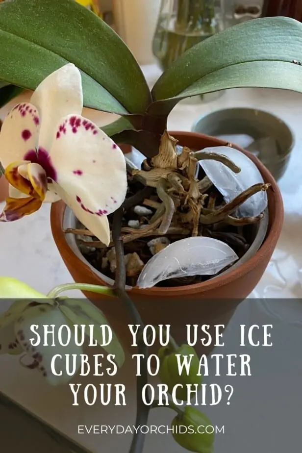 ¿Deberías regar tus orquídeas con cubitos de hielo?