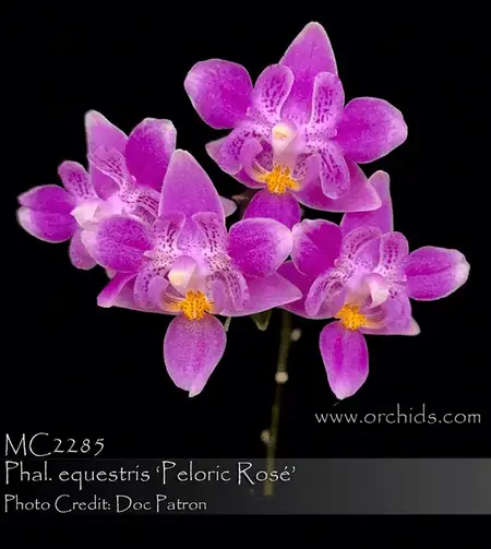 Orquídeas pelóricas: qué saber antes de comprar una