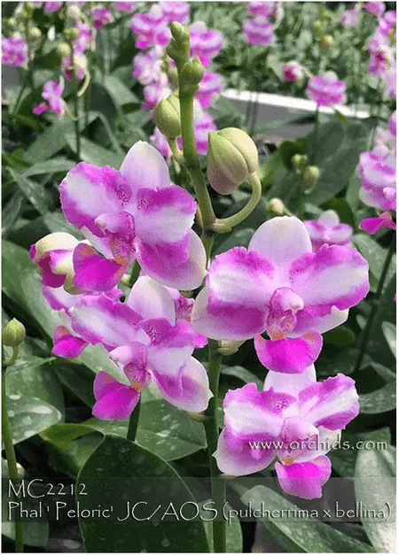 Orquídeas pelóricas: qué saber antes de comprar una