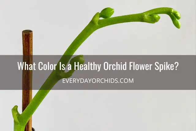 ¿Qué hace que una flor de orquídea cambie de color?