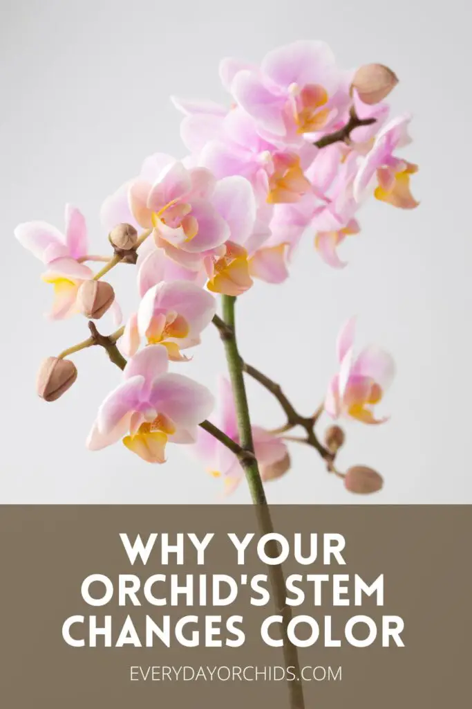 ¿Qué hace que una flor de orquídea cambie de color?