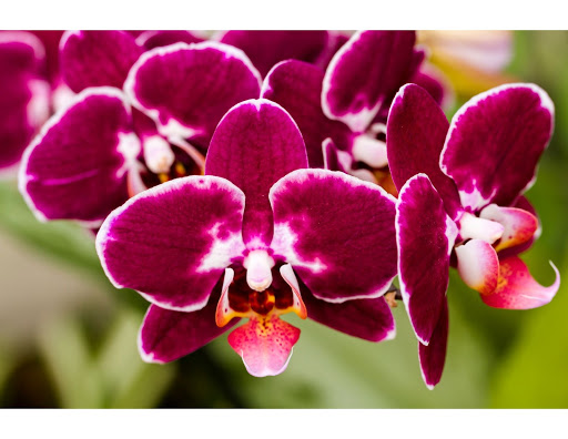Orquídeas en estado salvaje: 6 datos poco conocidos sobre tus flores silvestres favoritas
