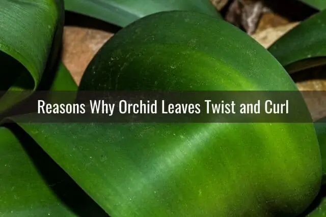 Razones principales por las que las hojas de las orquídeas se tuercen o rizan