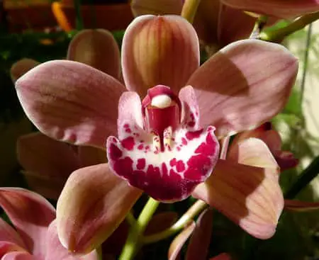 Pros y Contras de la Semi Hidroponía en Leca para Orquídeas