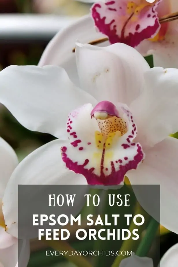 Cómo usar sal de Epsom en sus orquídeas