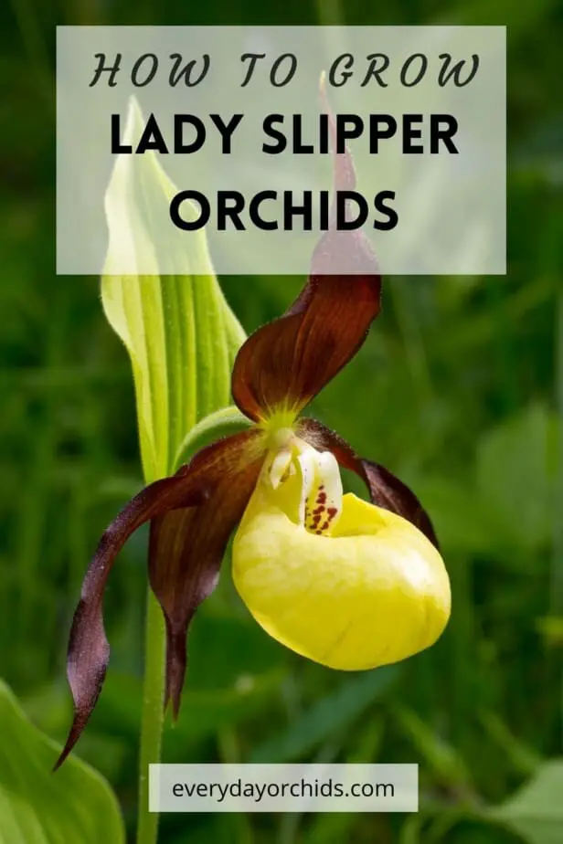 Cypripedium Lady Slipper Orchid Care: lo que necesita saber