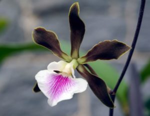 10 tipos de orquídeas fáciles de cultivar para su jardín interior