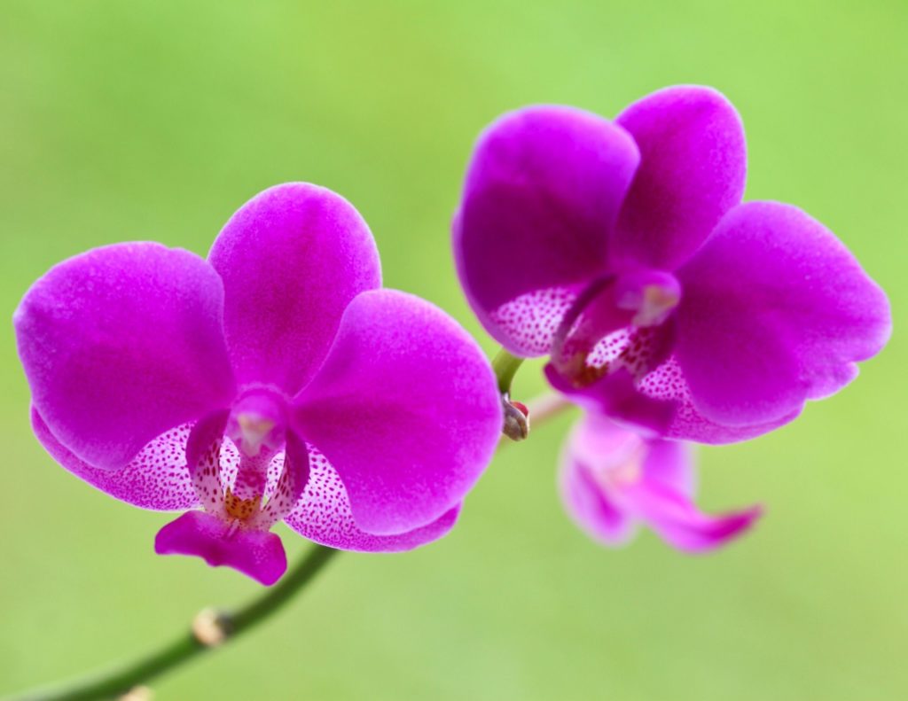 Domine el cuidado de las orquídeas con estos 4 sencillos consejos.