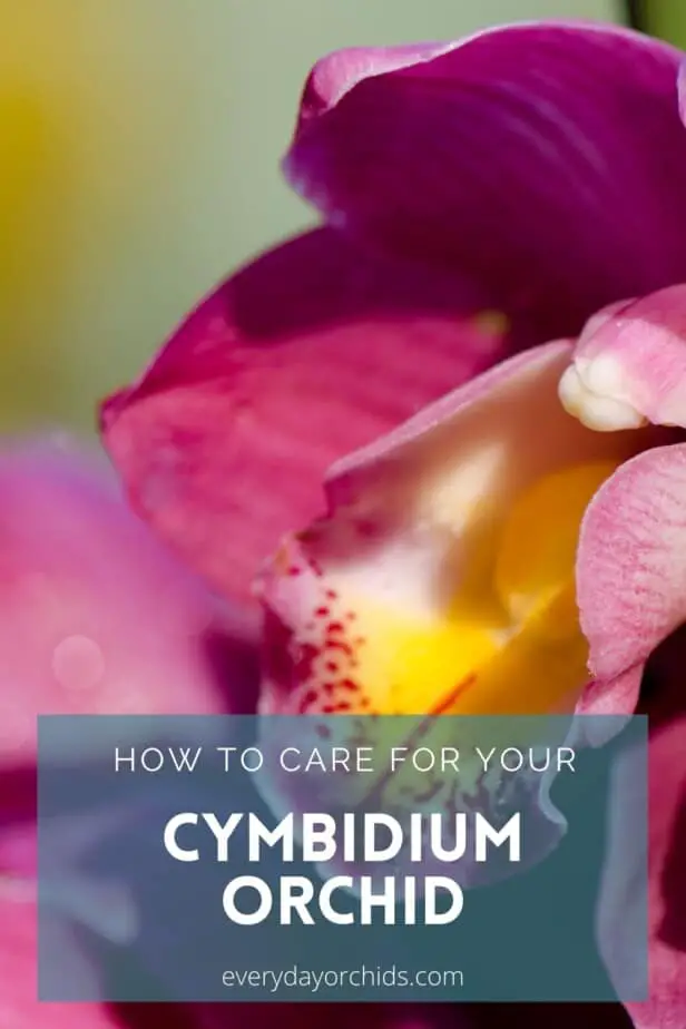Cómo cuidar de su orquídea Cymbidium