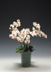 La guía definitiva para comprar la maceta adecuada para orquídeas. (¡Además de un consejo de crecimiento adicional!)