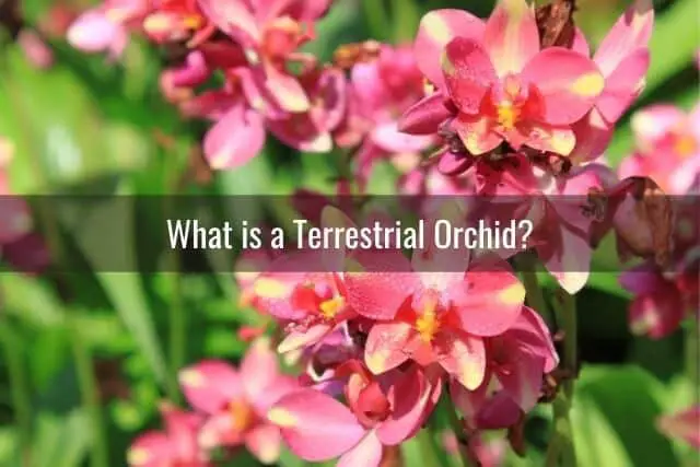 Cuidado de orquídeas terrestres: lo que necesita saber