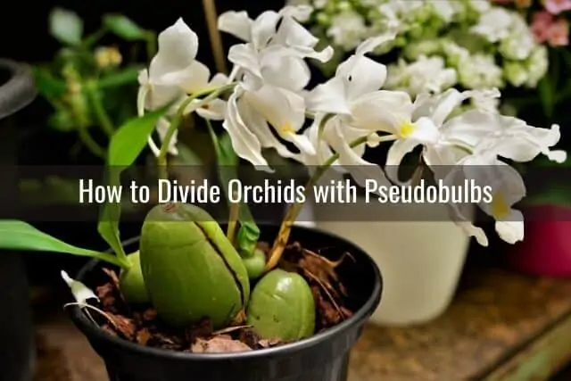Cómo propagar nuevas orquídeas