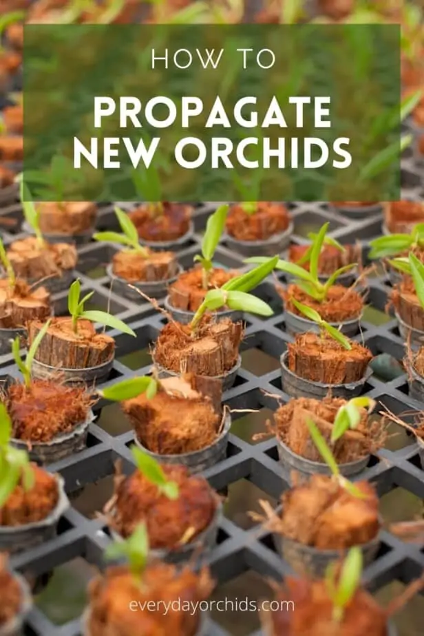 Cómo propagar nuevas orquídeas