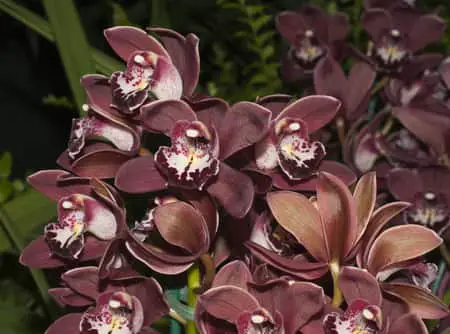 Las 10 mejores orquídeas de interior para cultivar en tu salón