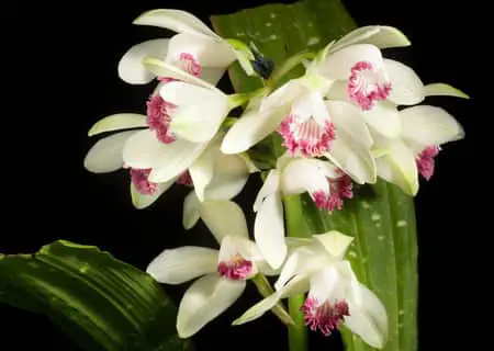 Las 10 mejores orquídeas de interior para cultivar en tu salón