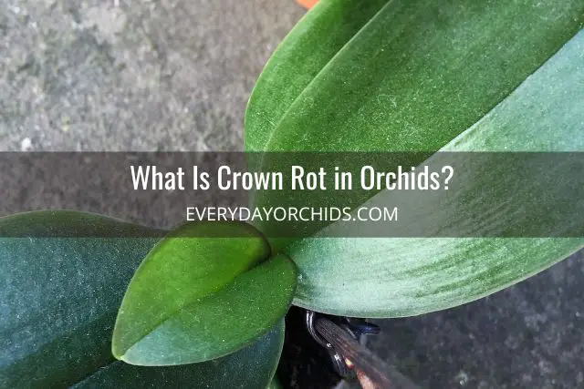 Cómo tratar la pudrición de la corona en las orquídeas