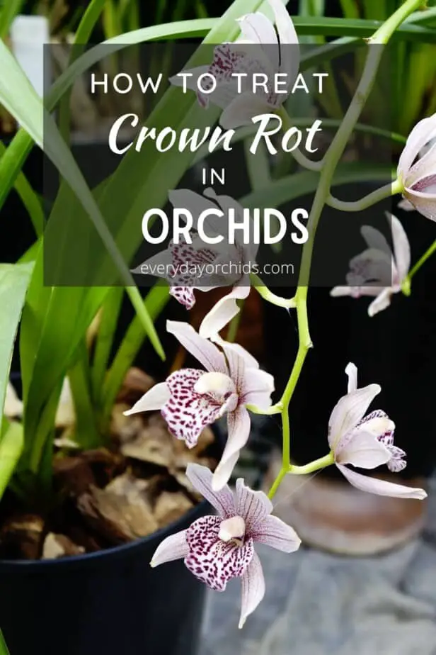 Cómo tratar la pudrición de la corona en las orquídeas