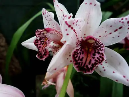 Los 8 mejores sustratos para macetas para orquídeas Cymbidium