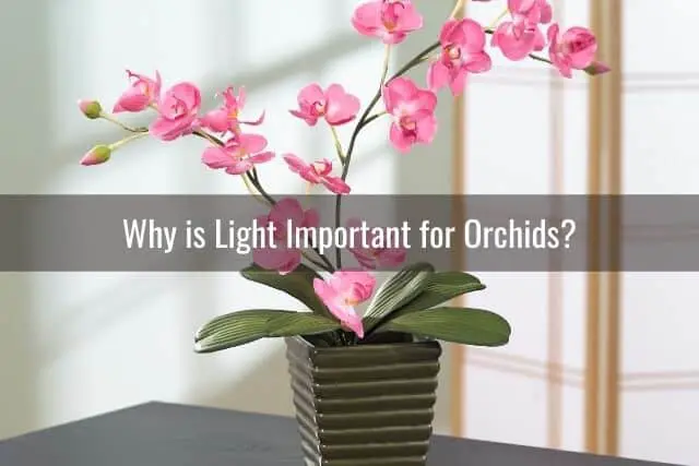 ¿Puedes cultivar orquídeas bajo luz artificial?