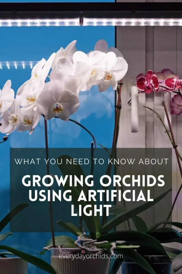 ¿Puedes cultivar orquídeas bajo luz artificial?