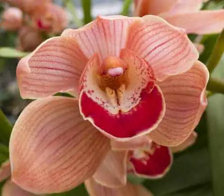 Guía de cuidado de orquídeas Cymbidium: completa para principiantes
