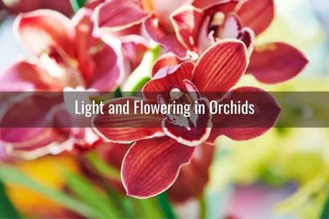 ¿Cuánta luz necesita mi orquídea?