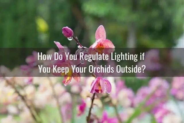 ¿Cuánta luz necesita mi orquídea?