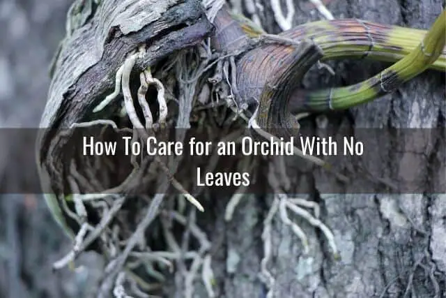 Cómo salvar una orquídea sin hojas
